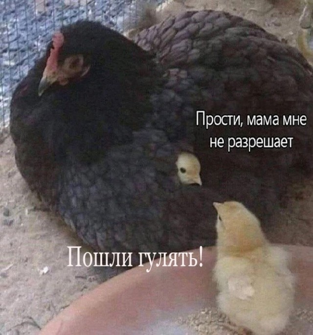 Так себе картинки 03.11.22
