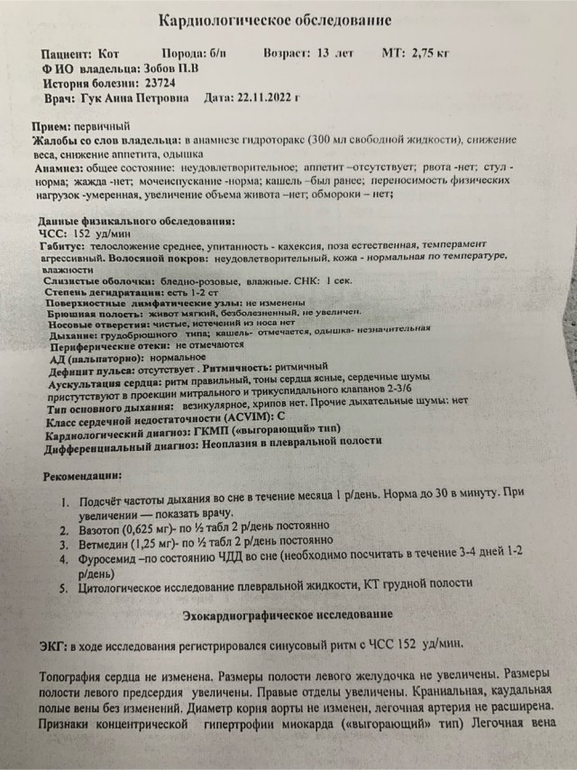 Про кота в четверг