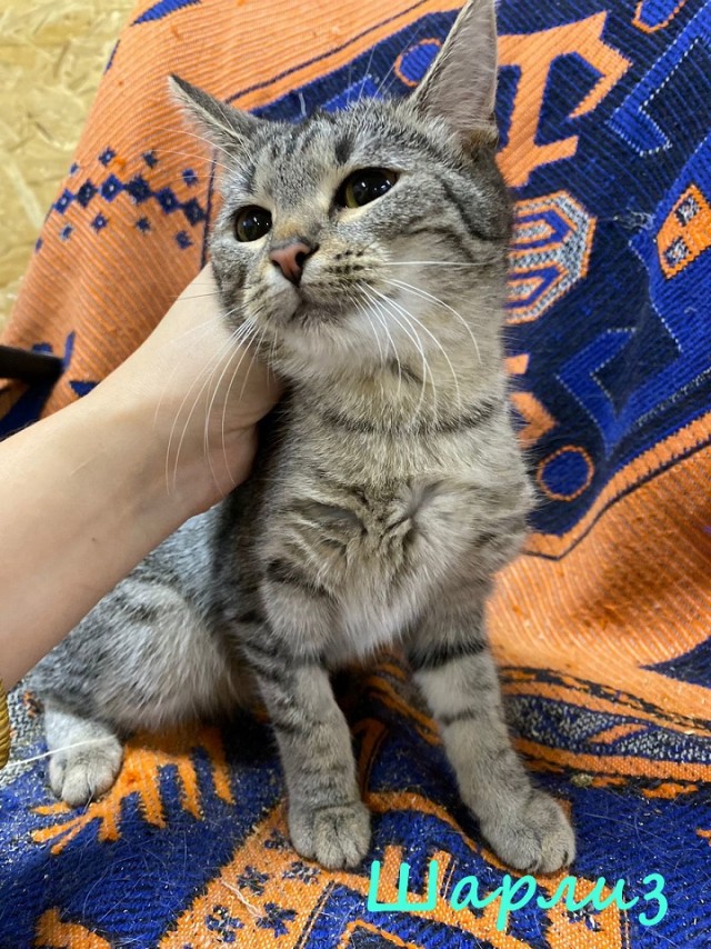 Жизнь домашнего приюта "Котоленд" 366