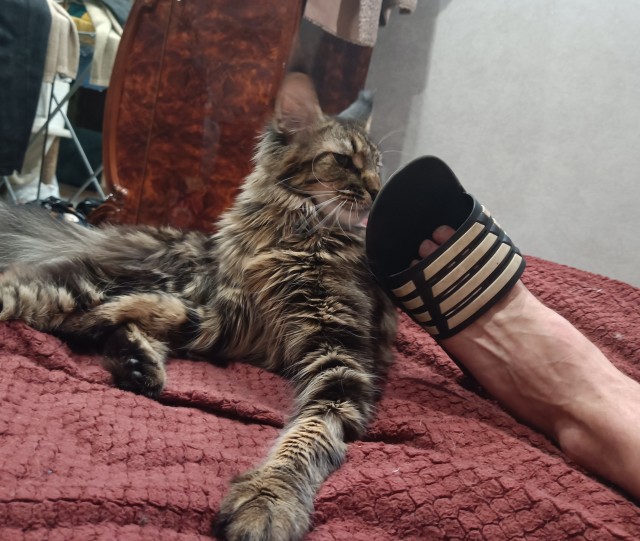 Кошка