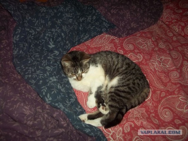 Жизнь домашнего приюта для котеек 427