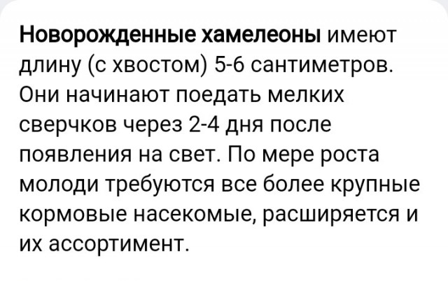 Появление маленького хамелеончика