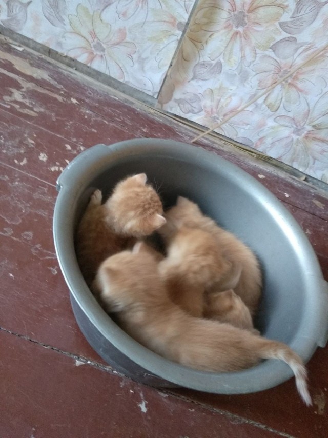 Ловушки для котов