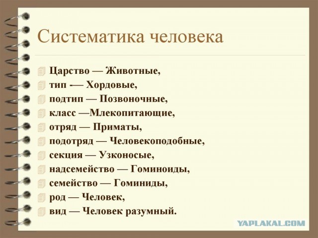 Почему у приматов мышцы растут самостоятельно без тренировок и белковой диеты?