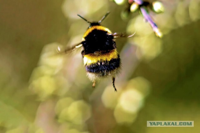 Колесо Сансары