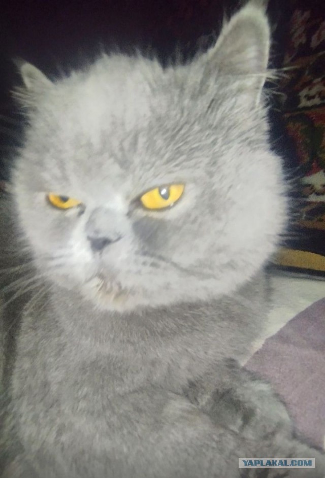 Юбилей кота 09.ХII.2013