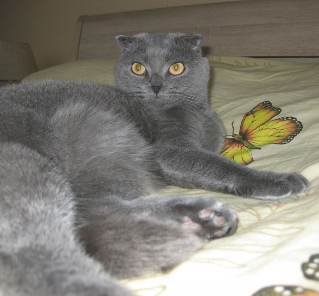 Котовторник 30.04.2013