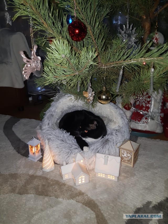Новогодний кот