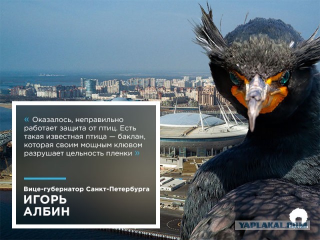 Плохо когда все боксеры, курорт Анапа
