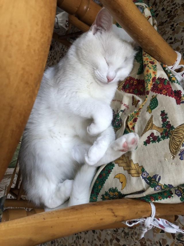Слепоглухая кошка