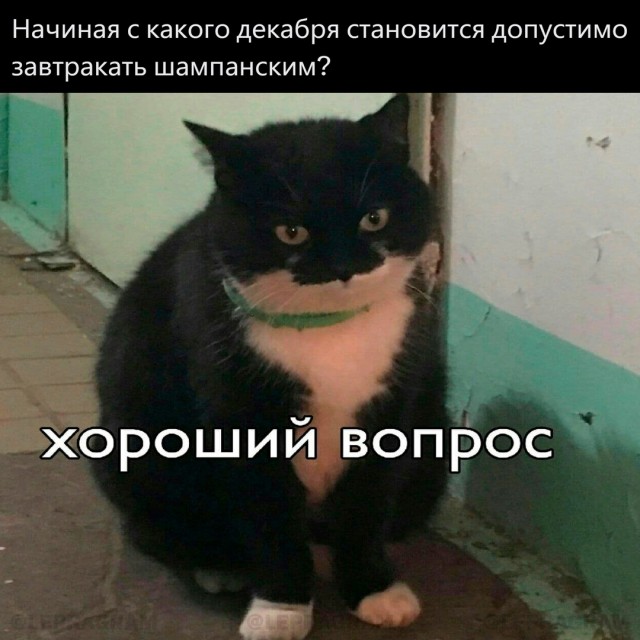 Весёлый полтишок 19.12.24