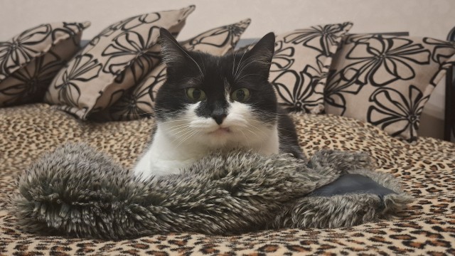 12 самых смешных котов в истории комического конкурса Comedy Pet Photography Awards