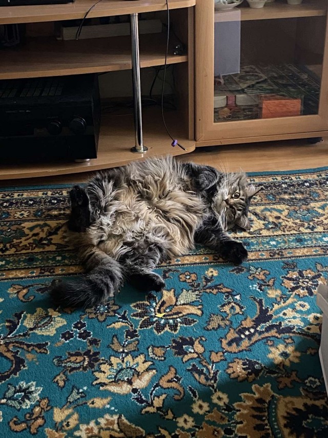 Спящий кот