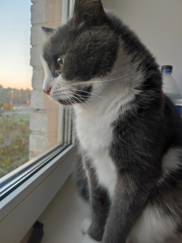 Котовторник. Где коты? Мой вот!
