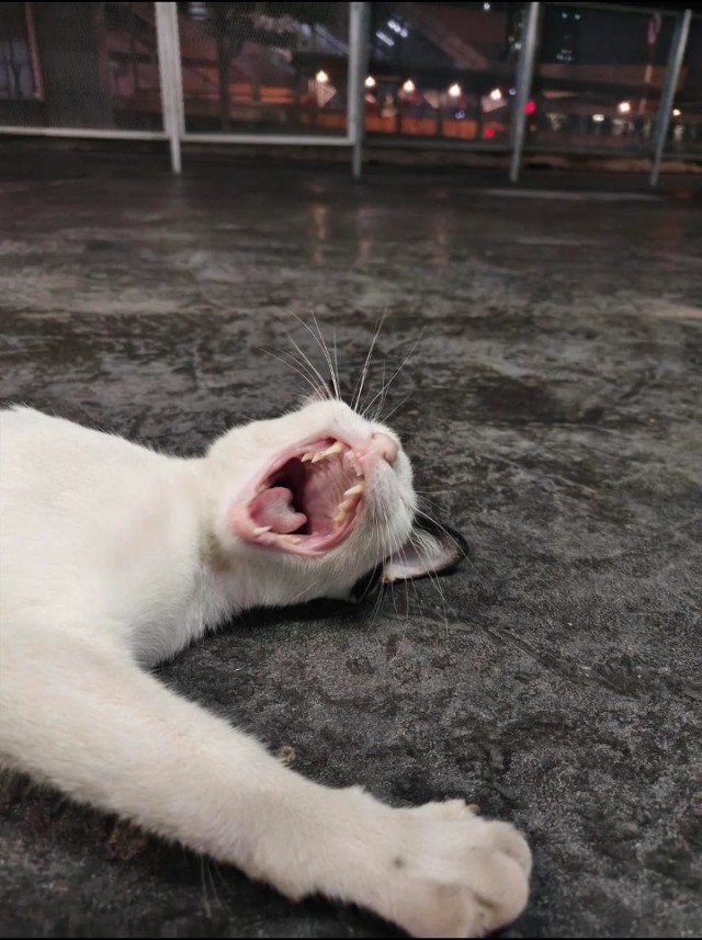 Чутка кошек
