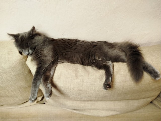 Ночное кормление котов