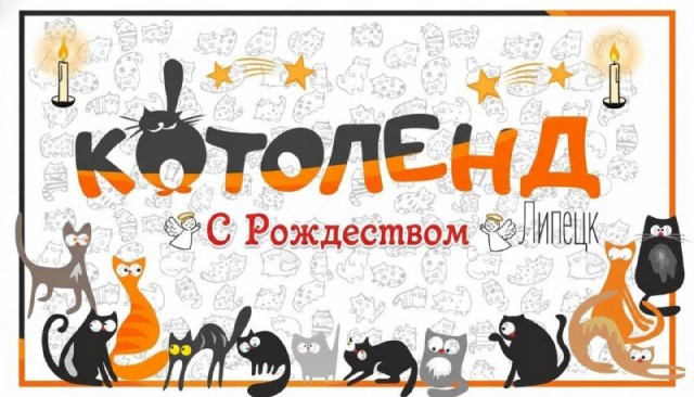 Жизнь домашнего приюта "Котоленд" 527