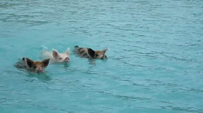 Синхронистки))