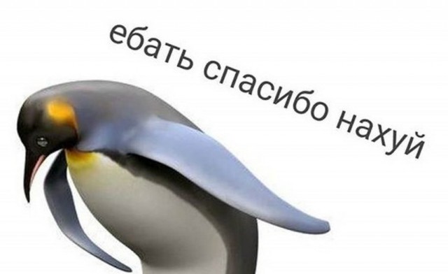Попугай Бебе покорил Багамы в самодельной "подлодке" и стал звездой интернета