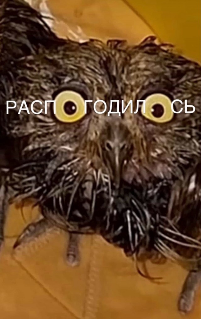 Веселое настроение в картинках (06.05.2026)