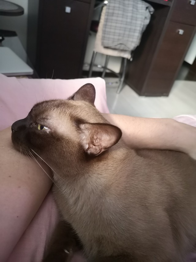 Котское.