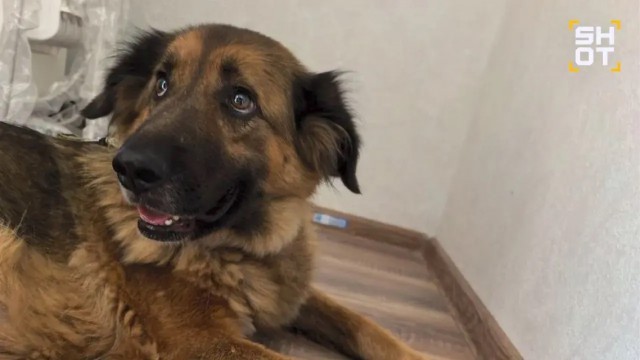 Монахиню, спасающую котят, прогнали от ТЦ в Воронеже, где она раздавала пушистиков