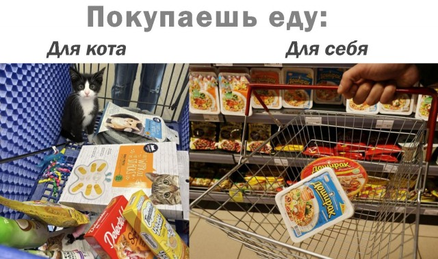К котовторнику: подборка картинок-баянов с котиками и про котиков. Выпуск 43.