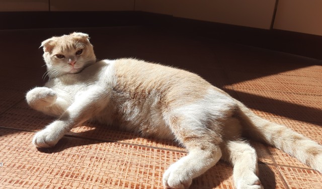 Очередной котовторник