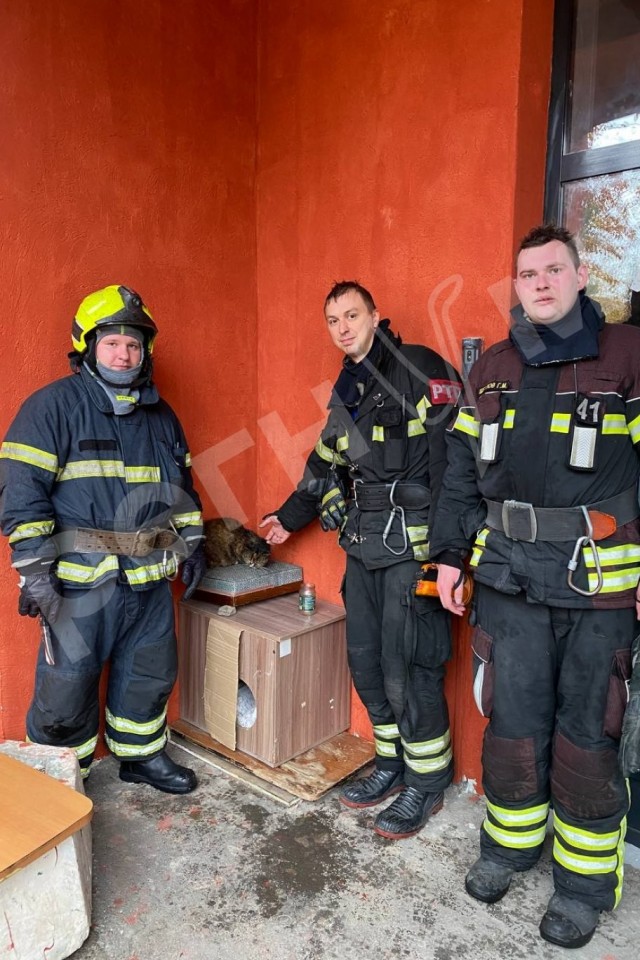 В Москве пожарные спасли из огня и реанимировали 17-летнюю кошку
