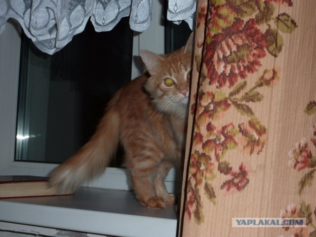 Котовторник 03.09.2013