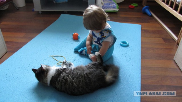 Котовторник 22.10.2013