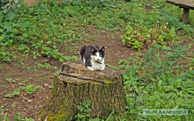 Котовторник 12.11.2013