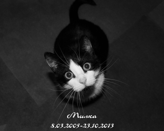 Кот барсик
