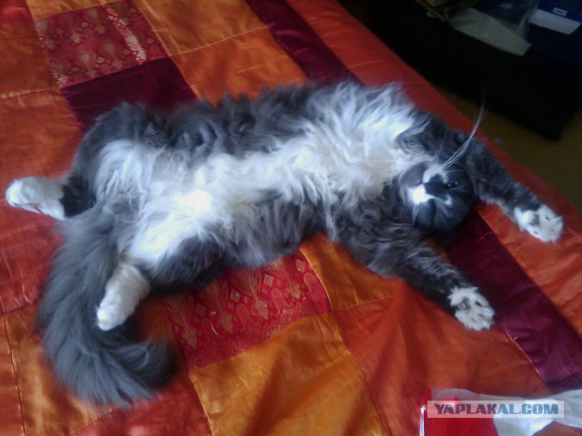 Котовторник 26.11.2013