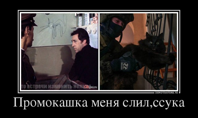 За что лапы крутите, волки позорные?!