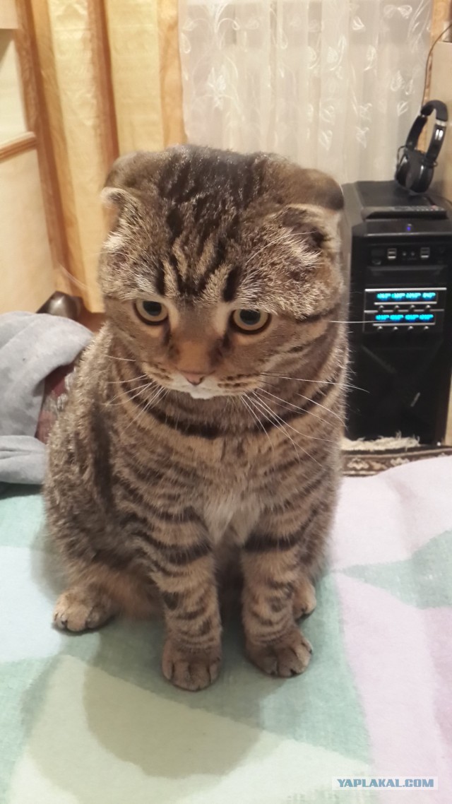 Котовторник 25.02.2014