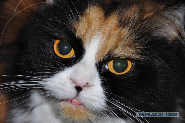 Котовторник 22.07.14