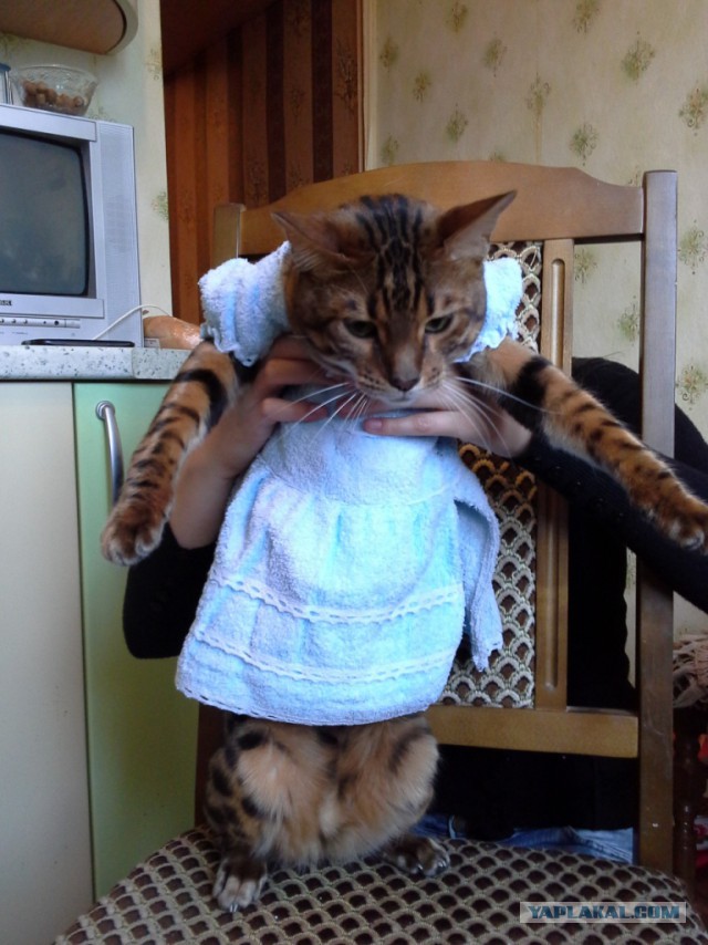 Котовторник 16.09.14