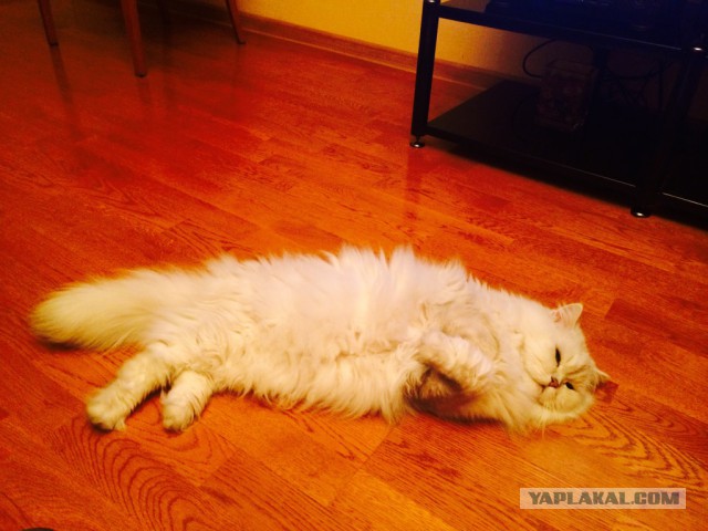 Котовторник 23.12.2014