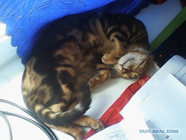 Котовторник 27.01.2015