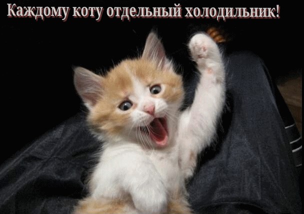 Коты умоляют дать поесть