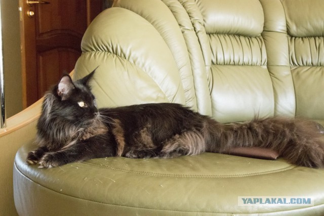 Котовторник 31.03.2015