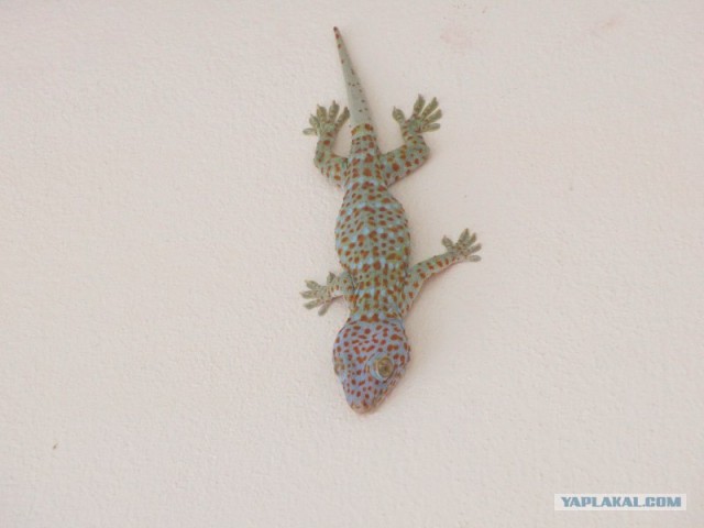 Ночной гость