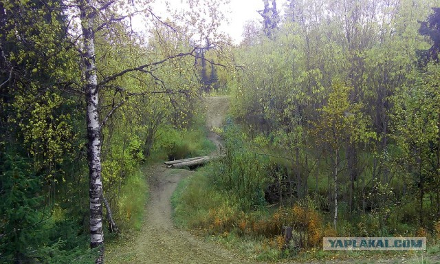 Как узнать, что в лесу нет медведя?