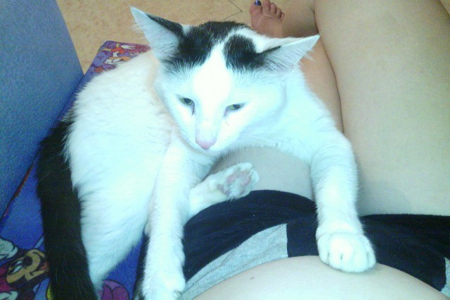 Котовторник 29-09-2015,