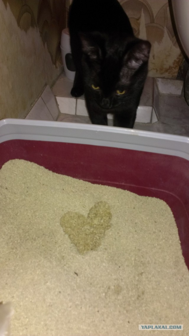 Котовторник 29-09-2015,