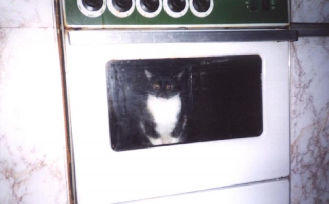 Коты, кошки, котята