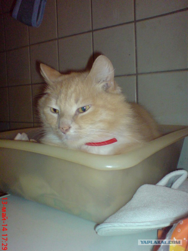 "Десять минут искал кота, пока не увидел это на холодильнике"