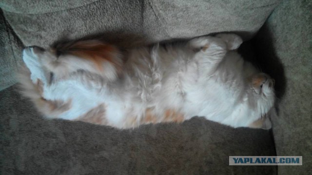 Котовторник 13.09.2016