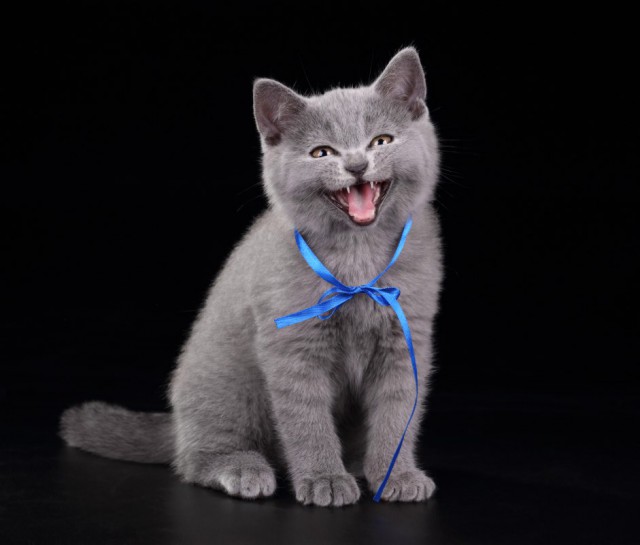 Мой зевающий кот